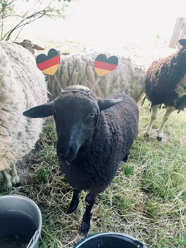 EM-Fieber im TagesNest – Bild 7