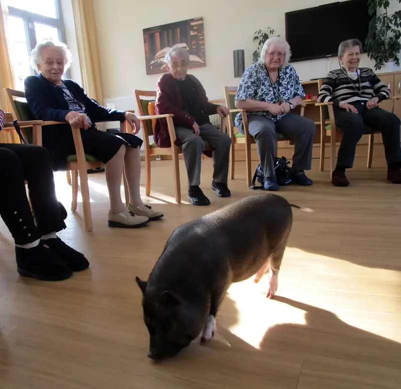 Schöne Schweinerei im TagesNest – Bild 7