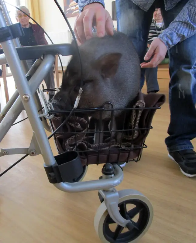 Schöne Schweinerei im TagesNest – Bild 12