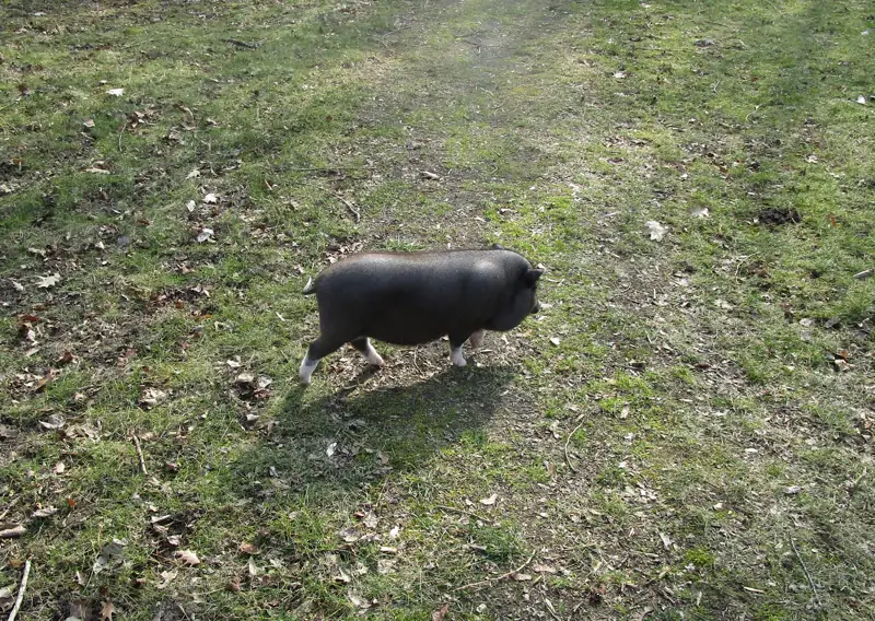 Schöne Schweinerei im TagesNest – Bild 13