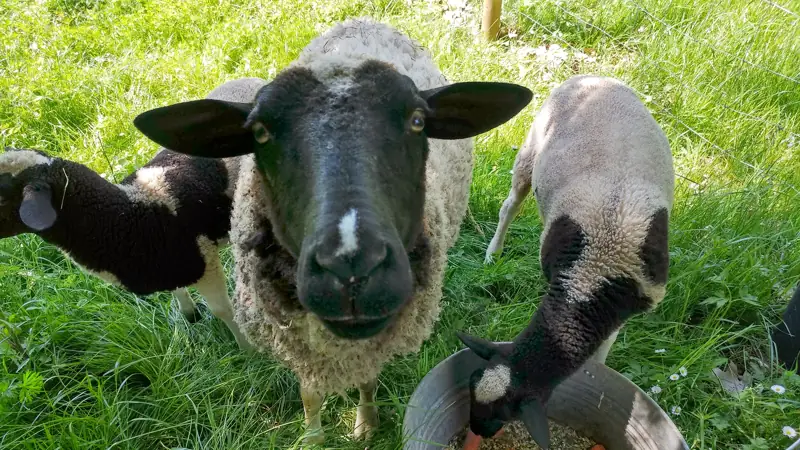 Und da sind sie wieder – Bild 2