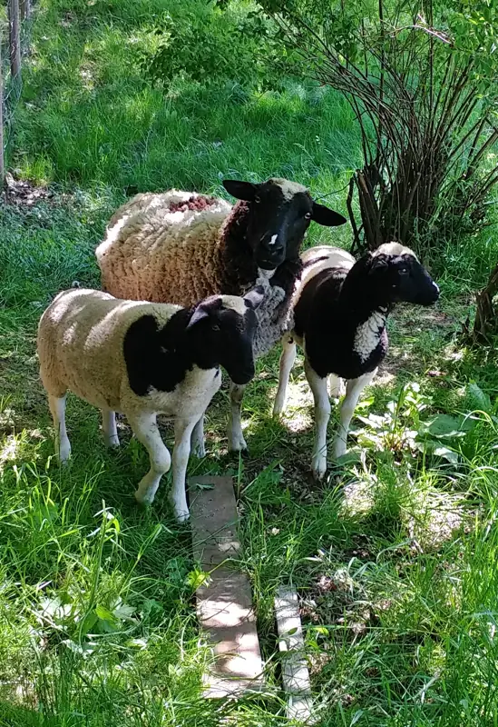 Und da sind sie wieder – Bild 3