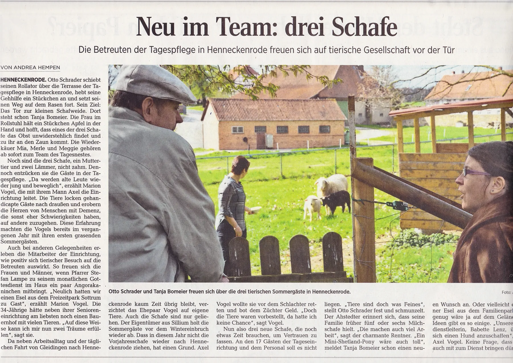 Zeitungsausschnitt Hildesheimer Allgemeine Zeitung: Neu im Team: drei Schafe