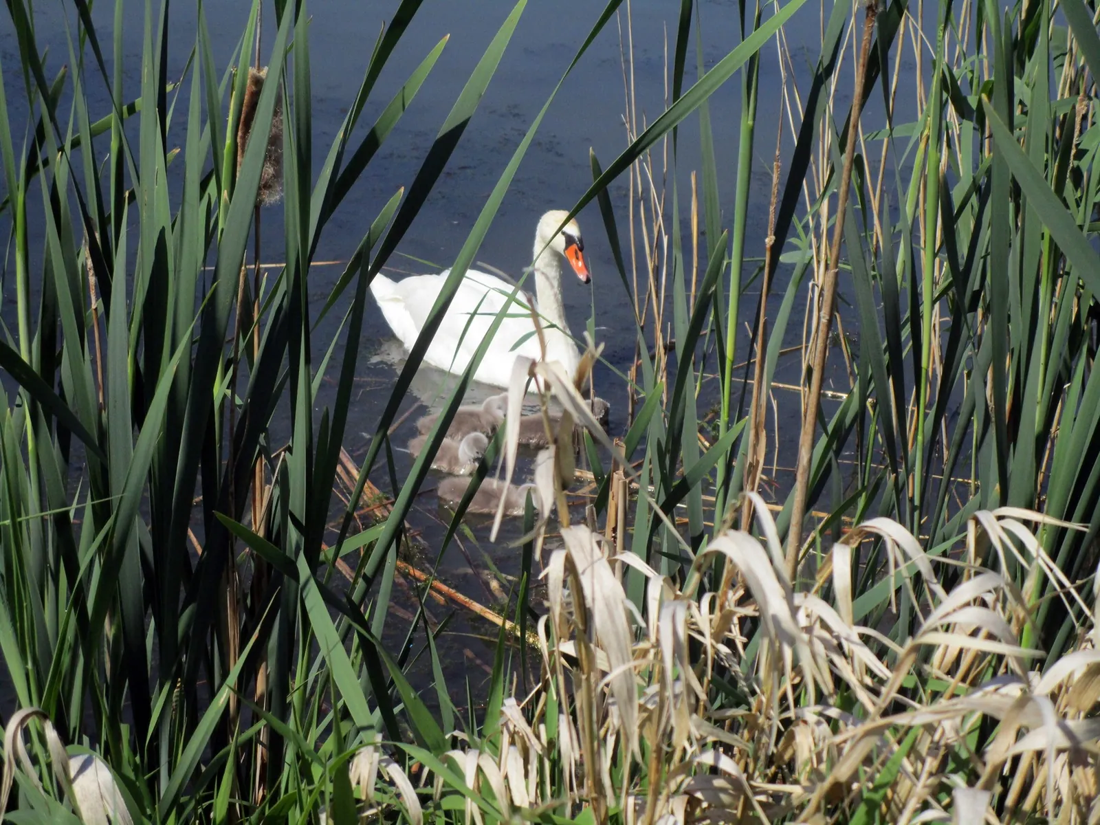 Besuch im Schilf